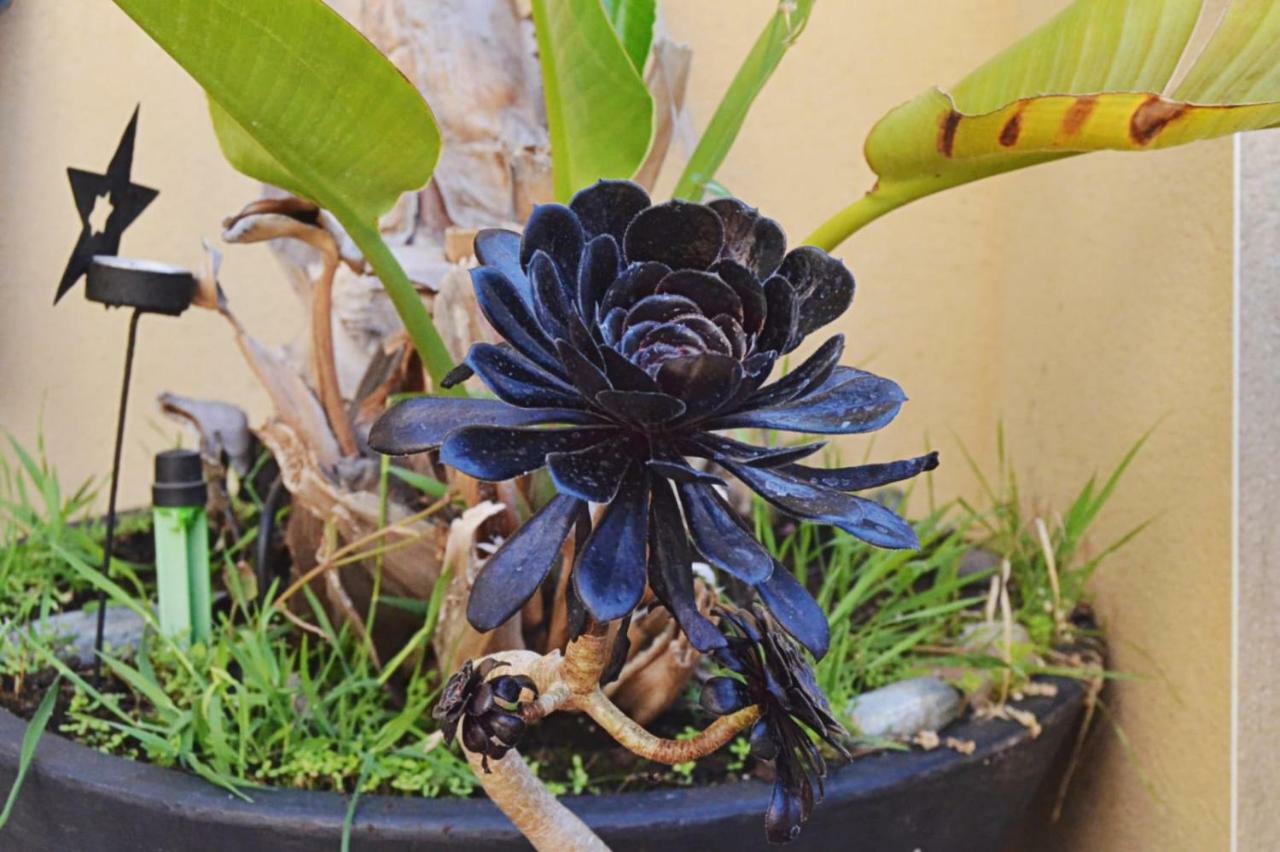Banyan Cotobro Villa Almuñécar Dış mekan fotoğraf